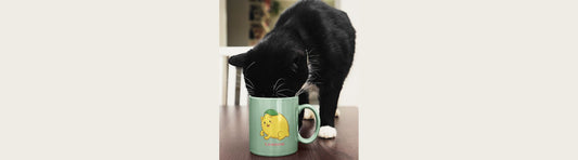 Black cat drinking from a the Light Green Lemeow™ Magic Coffe Mug with the Lemeow™ kitten design. Lemeow™ is a Lemon drawn as a cute playful kitten.